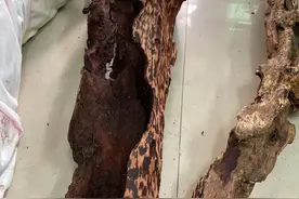 海南本土红降的三大特性图片