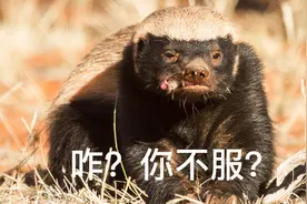 动物界最豪横的平头哥：撕毒蛇咬老虎，生死看淡，不服就是个干图片