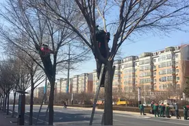 省园林绿化施工与养护管理技术导则实施 乔木修剪要保持主枝和树形图片