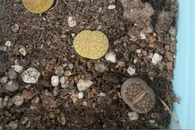 昂贵的生石花，个头小价格高，浇水需注意，浇水不当容易死亡图片