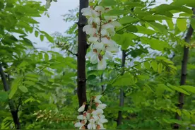 谷雨：农村老妈妈亲手教你槐花的3种保存方法和槐花最好吃的做法图片