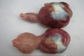 为什么养的家禽总是大小不一，了解这些再也不用发愁了图片