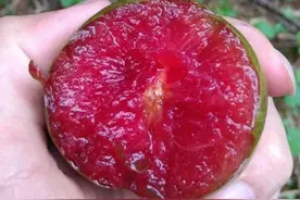 三华李贵的30块一斤，便宜的3块一斤，谁才是正宗的三华李？图片