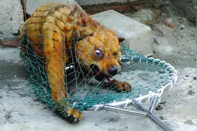 这5种“大狗”，可以在市区放心养，不会被抓图片