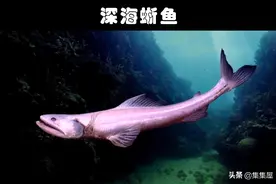 如今依然存在世界上的10大看似可怕的海洋生物图片