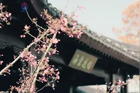 海棠为媒“数”说未来 首届海棠文化嘉年华开幕图片