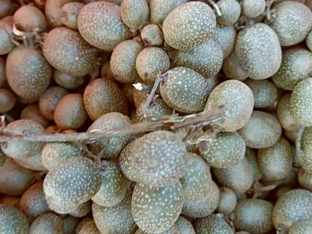 秋风吻尽银杏叶，艳遇醉美帽子峰