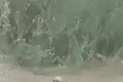 狗妈妈跳入洪水，艰难救出宝宝：母爱，是唯一能使死神屈服的力量图片