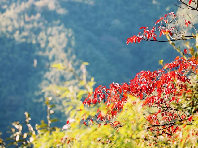 只有10%广东人才知道的粤北“云海天池红叶”，让人一眼沦陷