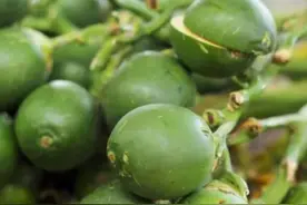 槟榔被该国认定为毒品，多名中国公民被捕！切勿携带入境！图片