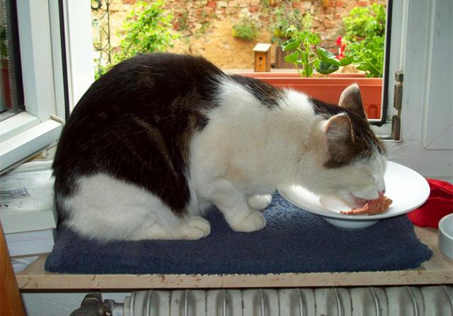 鐖辩尗琛ュ厖鐗涚：閰搁€斿緞澶氭牱锛屼絾閾插睅瀹橀渶鐭ワ細楦¤泲鍠傞鍐嶅涔熸棤鏁? onerror=