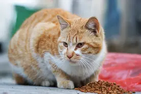 宠物狗冲进店里，偷袭店里的猫，狗主人：猫为什么不拴绳？图片