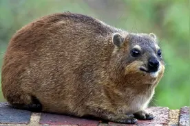 怪事！长獠牙却不露嘴外，身矮小却是大象亲戚，邋遢却有固定厕所图片