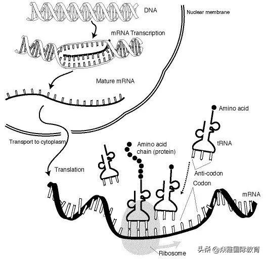迟到的第一杯奶茶，在秋意正浓时你品尝到了吗？