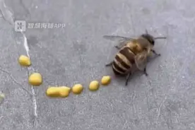 蜜蜂“拉肚子”视频走红，专家：确实在排便图片