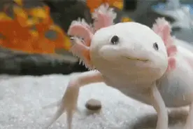 盘点地球上神奇的生物图片