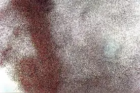 百万气球腾空，带来多大的灾难，请看克利夫兰气球事件。图片