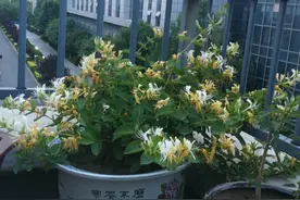 做着房奴，住在大房子里，却找不到幸福的感觉图片