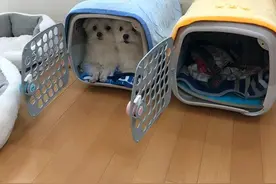 网友精心给狗子们准备两个小窝，可它们却一定要挤一起，太逗了图片