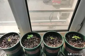 凤仙花最好养，种子很便宜，“2个”品种，圆叶的开花更漂亮图片