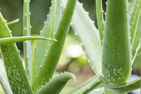芦荟发黄变软怎么办图片