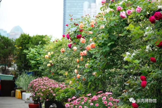 朱丽叶花坛 朱丽叶花坛是什么(图36)