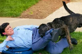 被恶犬攻击时，千万别慌，这几招可以“救你一命”图片