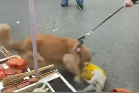 遛狗不牵绳！湖南一小狗惨被金毛撕咬，小狗为什么喜欢挑衅大狗？图片