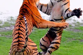 老虎捕杀花豹后，让虎崽们围观花豹尸体，培养仇恨吗？图片