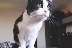 猫咪跳圈圈 起跳的姿势太美了视频封面