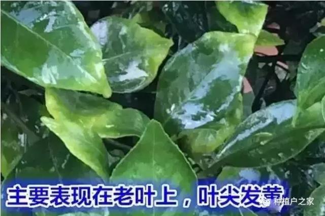 柑桔园缺素预警图，一起来认一认