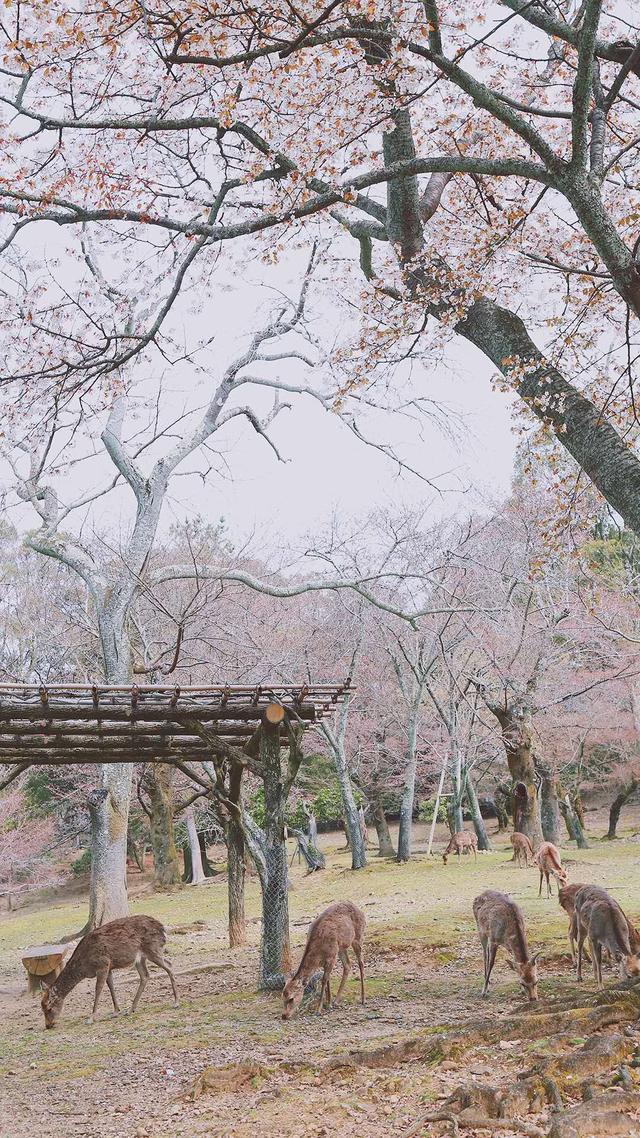 唯美森系小清新图片高清（高清手机壁纸森系小清新最美樱花治愈系摄影图片背景图片锁屏）