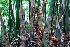 专吃稚嫩的竹笋，农民恨之入骨，但吃货却很喜爱，市价80元一斤图片