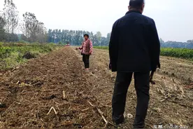 小麦迟迟不能播种，农民心急如焚，推迟播种会影响来年产量吗？图片