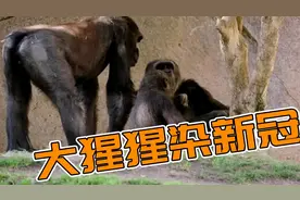 美国动物园多只大猩猩感染新冠 疑被工作人员传染图片