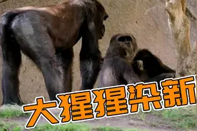 美国动物园多只大猩猩感染新冠 疑被工作人员传染图片