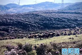 如约而至！乌蒙大草原，杜鹃开成海图片