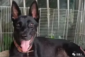 收留一只流浪狗，结果一晚送8只宝宝，网友笑哭：客厅满地都是图片