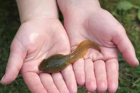 北美牛蛙侵入中国内陆，最大长到2公斤，新疆已经“失守”？图片