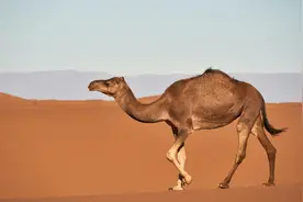 沙漠之舟：不会游泳的骆驼，还需要驴来领路图片