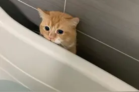 主人放水给小橘猫洗澡，猫咪缩在角落偷偷观望，眼神太可爱图片