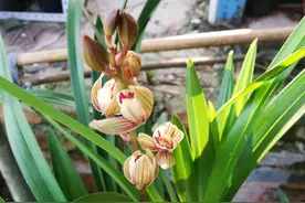 春季上盆的建兰金荷发芽了怎么度夏？重视3个关键点，新芽不枯死图片