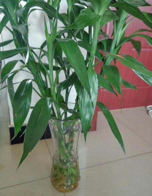 富贵竹这样养，四季绿油油，长到2米高，开花“又仙又香”