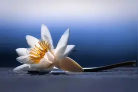 这几首悼亡诗，读了潸然泪下图片