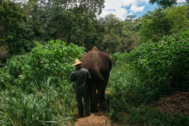 在西双版纳,救护亚洲象的人:喂药时需“斗智斗勇”,它们听得懂简单的指令,能区分饲养员