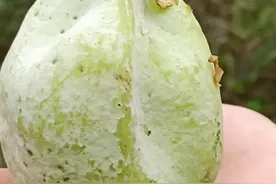 西南大山深处这三种著名野生水果，北方人基本没见过也没吃过！图片