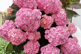 此款盆栽绣球花，不输无尽夏，花大色美，花期甚长，新手也能养图片