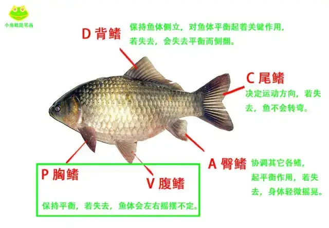 鱼鳞由什么组成