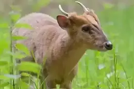 COP15丨小麂子命悬一线，紧急关头他们这样做……图片