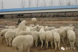 纯干货：从投资1只老母羊的成本核算和利润分析图片